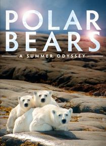 北极熊一个夏天的奥德赛