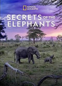 大象的秘密 第一季 第一季